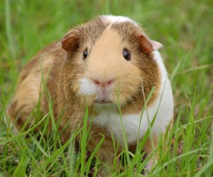 Dürfen Meerschweinchen Kohlrabi essen? Das gilt es zu beachten