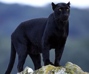 Wo leben Panther? Die Lebensräume der schwarzen Raubkatze