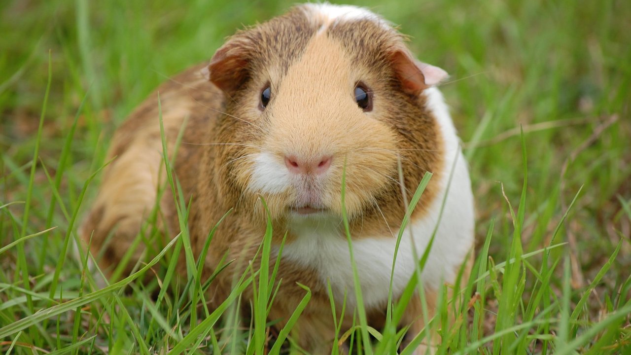 Meerschweinchen haben einen ausgeprägten Geschmackssinn.