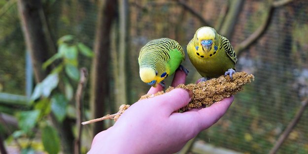 Dürfen Wellensittiche Gurken essen? Was du darüber wissen musst