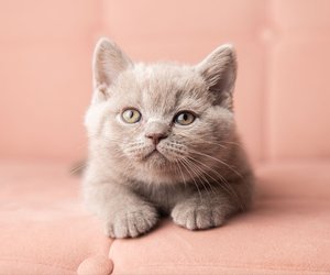 Schlaue Samtpfoten: Diese Katzenrassen verblüffen durch ihren Einfallsreichtum