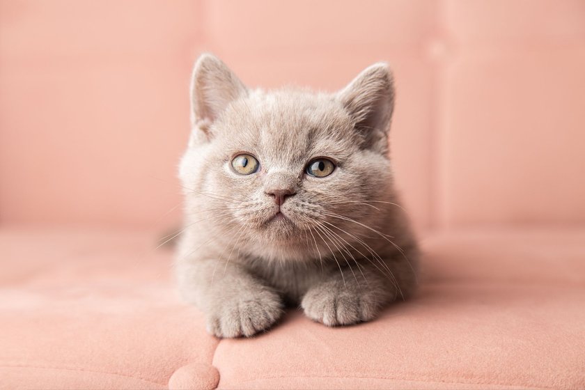 Getty Images / Schlaue Katzen