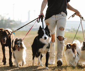 Dürfen Hunde Salami essen? Das solltest du darüber wissen