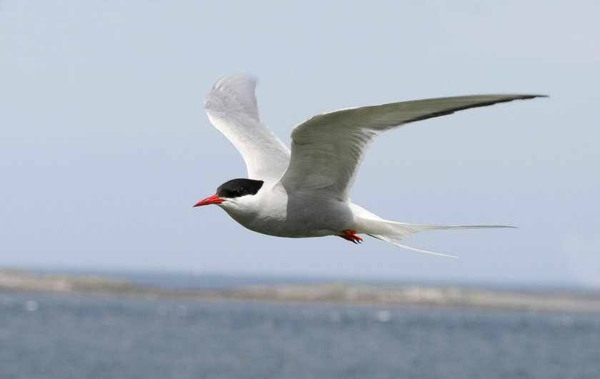 Fliegende Flussseeschwalbe