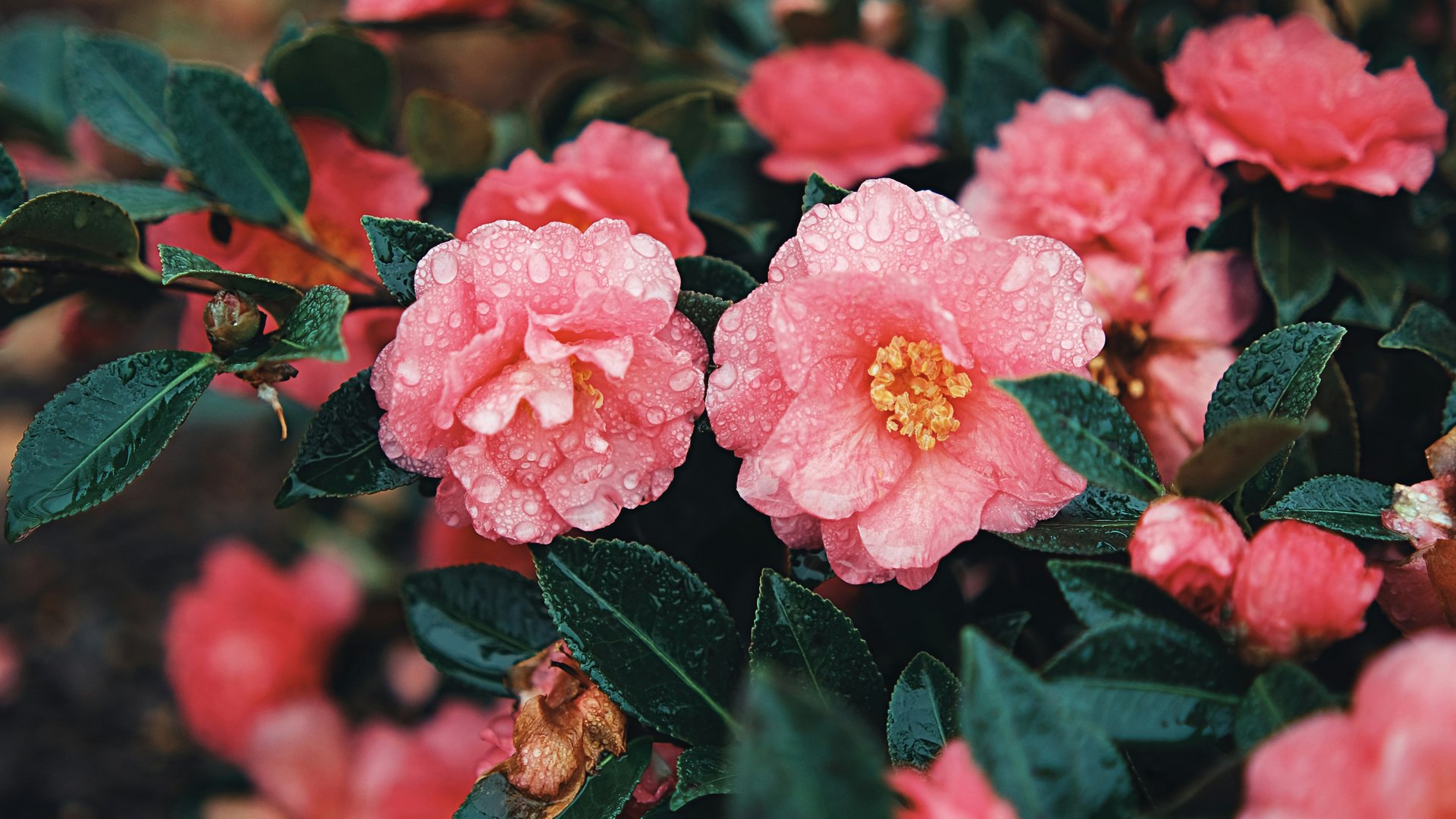 Wann blühen Kamelien? Dann blühen die „Rosen des Winters“