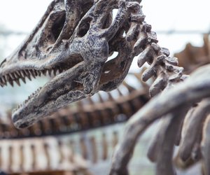 Dinosaurier – diese Gebiete auf der Erde waren die Heimat der Giganten