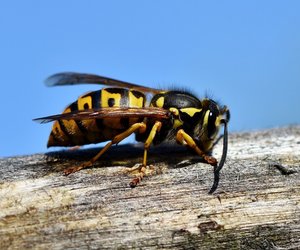 Wespe und Hornisse sind eng verwandt. Was unterscheidet sie?