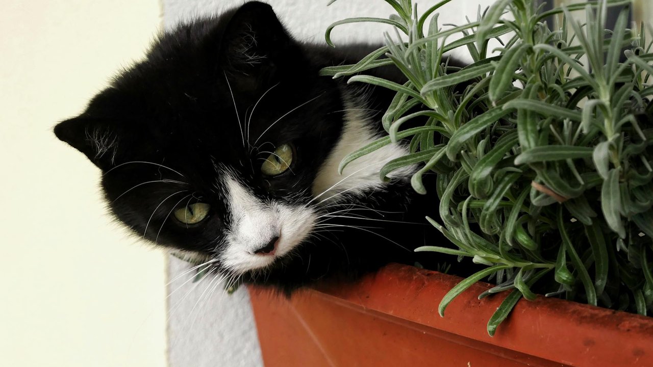 Petunie Giftig Fr Katzen
