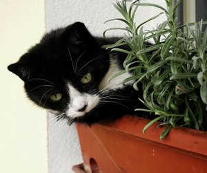 Schnittlauch für Katzen – ist er gesund oder giftig?
