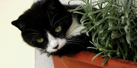 Ist Philodendron giftig fr Katzen?