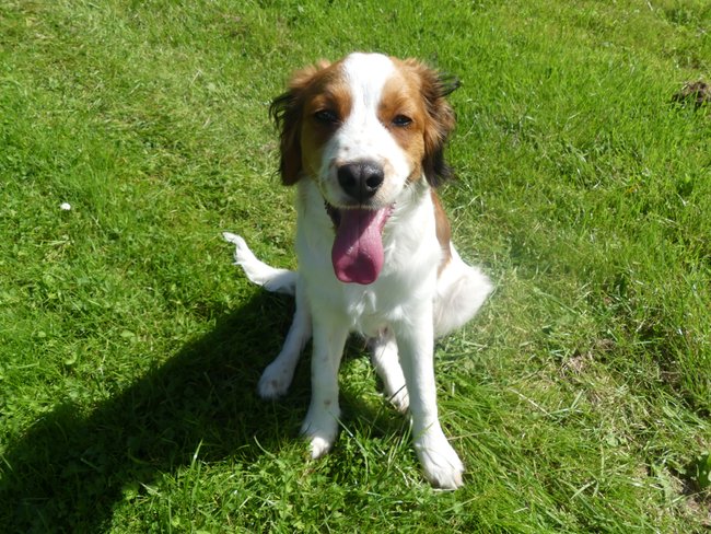 Der Nederlandse Kooikerhondje ist ein echter Wildfang.