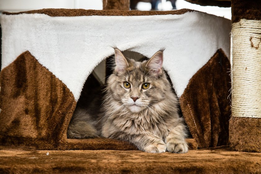 Die Maine Coon hat eine beachtliche Körpergröße.