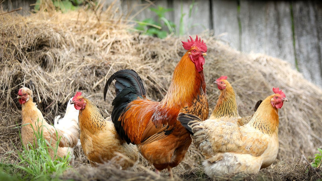 Gesunde Hühner brauchen eine ausgewogene Ernährung. 