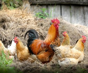 Dürfen Hühner Tomaten essen? Es gibt eine wichtige Bedingung