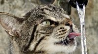 Können Katzen schwimmen oder würden sie ertrinken? 