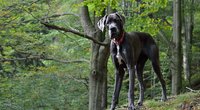 Kaum zu glauben: Wie groß wird eine Deutsche Dogge?