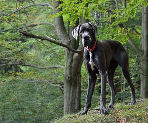 Kaum zu glauben: Wie groß wird eine Deutsche Dogge?