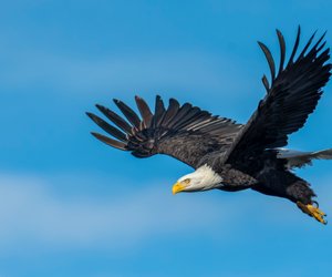 Was fressen Adler und sind sie gefährlich?