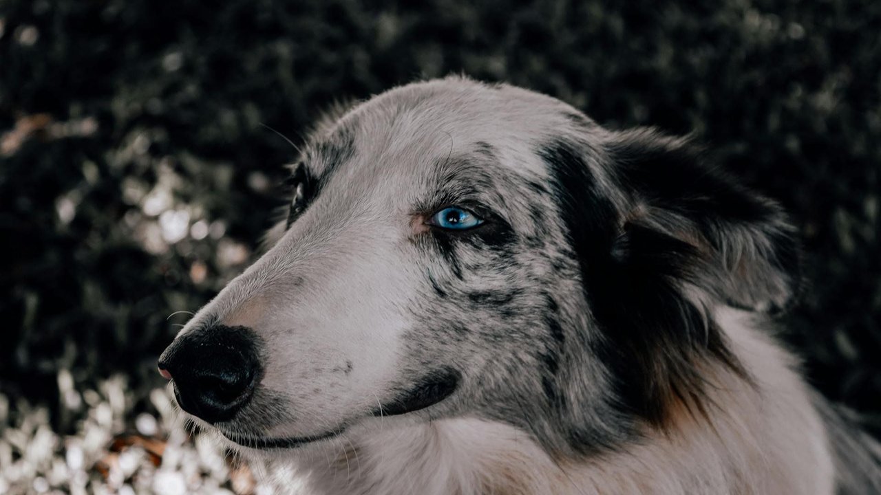 Was will uns dieser Hund sagen?