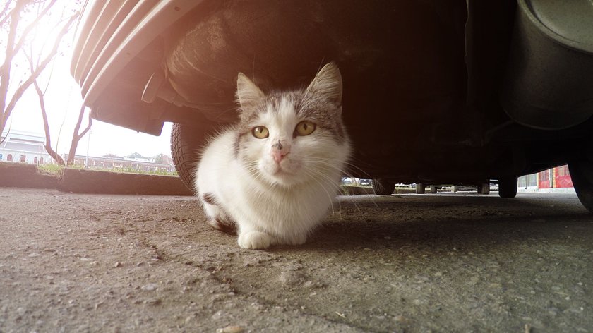 Katze unter dem Auto