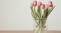 Genial: Mit diesem simplen Trick machen dir Tulpen länger eine Freude