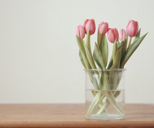 Coole Idee: Mit diesem einfachen Trick hast du länger Freunde an Tulpen