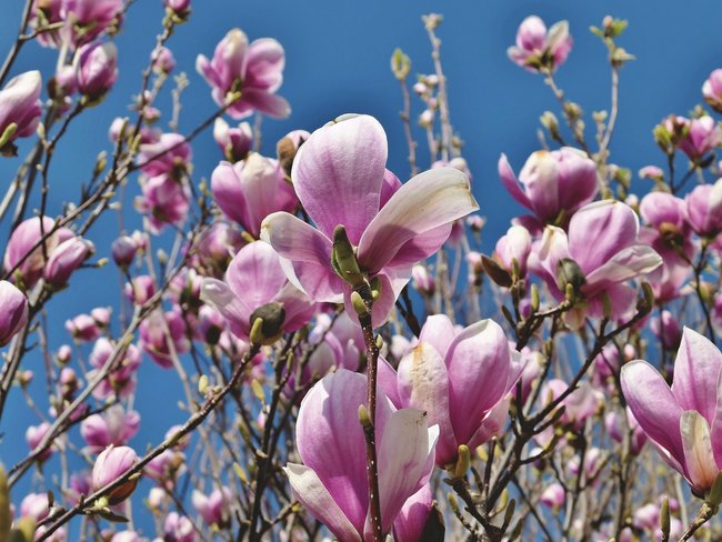 Diese Magnolie steht in voller Blüte.