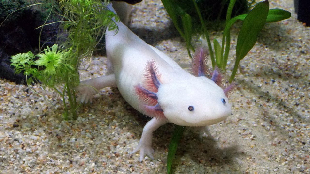 Axolotl faszinieren mit ihrem ungewöhnlichen Aussehen.