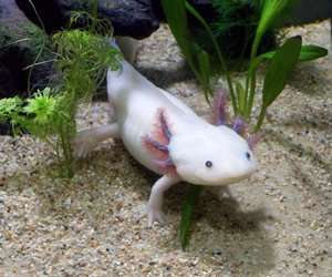 Axolotl als Haustiere: Ist das wirklich eine gute Idee?