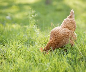 Dürfen Hühner Haferflocken fressen? Wann es erlaubt ist