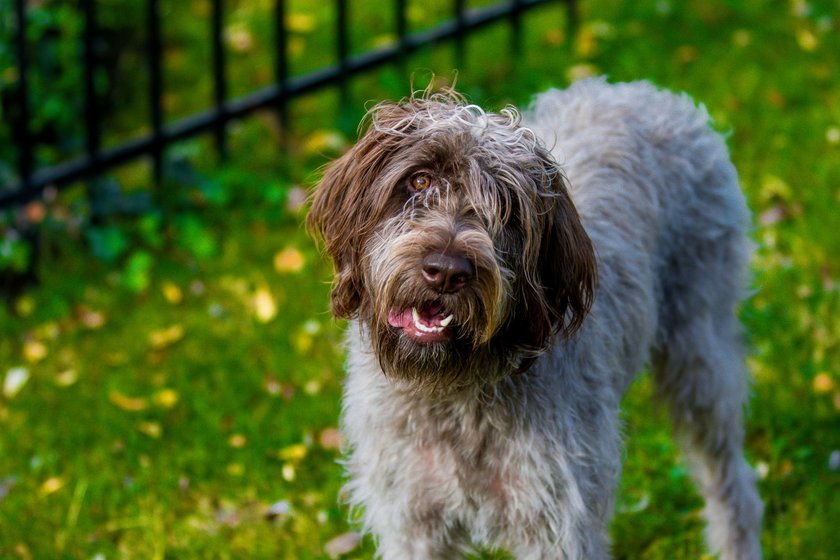 Korthals Griffon or wire-haired pointing griffon puppy at 1 year. female