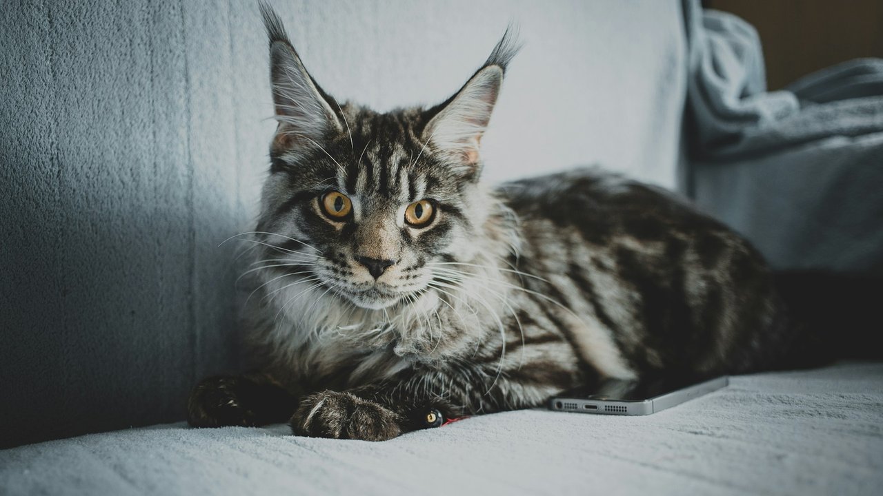Main Coon auf Freigang 