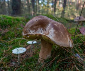 Herbstzeit: Das sind die beliebtesten essbaren Pilze