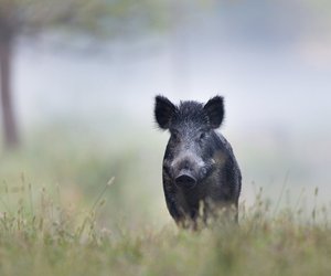 6 erstaunliche Fakten über Wildschweine, die du kennen solltest
