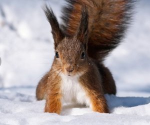 Tiere im Winter: Wer hält Winterschlaf, wer nicht?