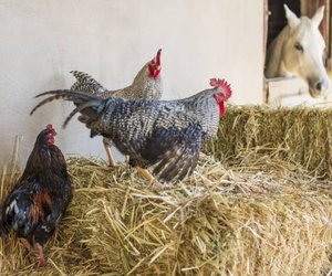 Dürfen Hühner Spargel essen?