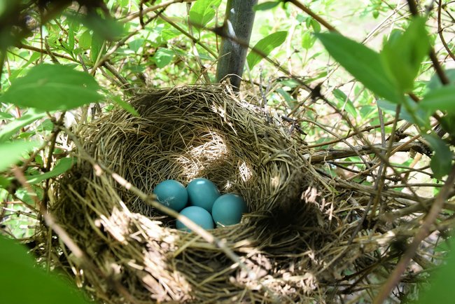 Vogelnest mit hellblauen Eiern