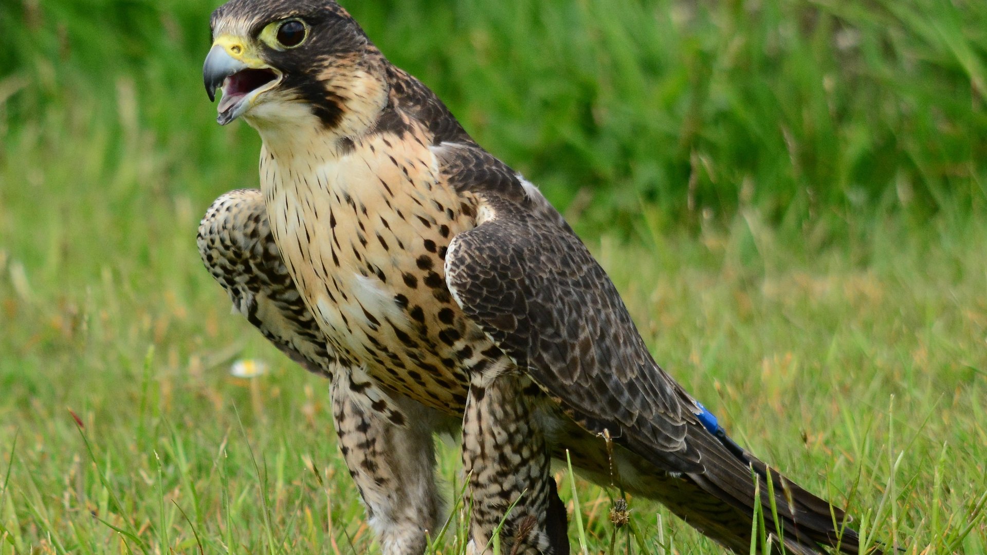 Rekordhalter: Das ist der schnellste Vogel der Welt