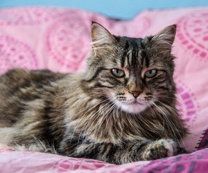 Katzenrassen, die mit M beginnen: Welche kennst du schon?