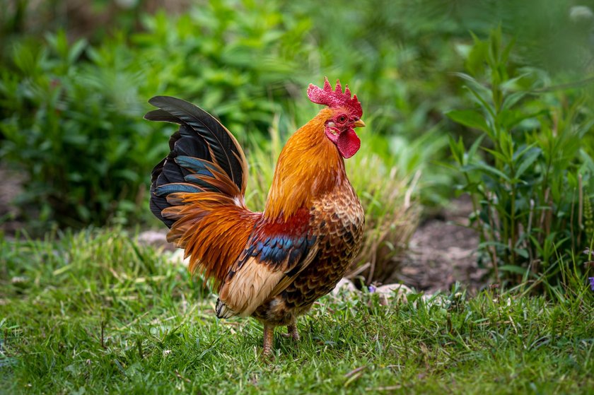 Hahn im Garten