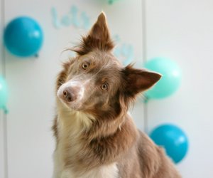 Intelligent: Die 6 schlausten Hunderassen