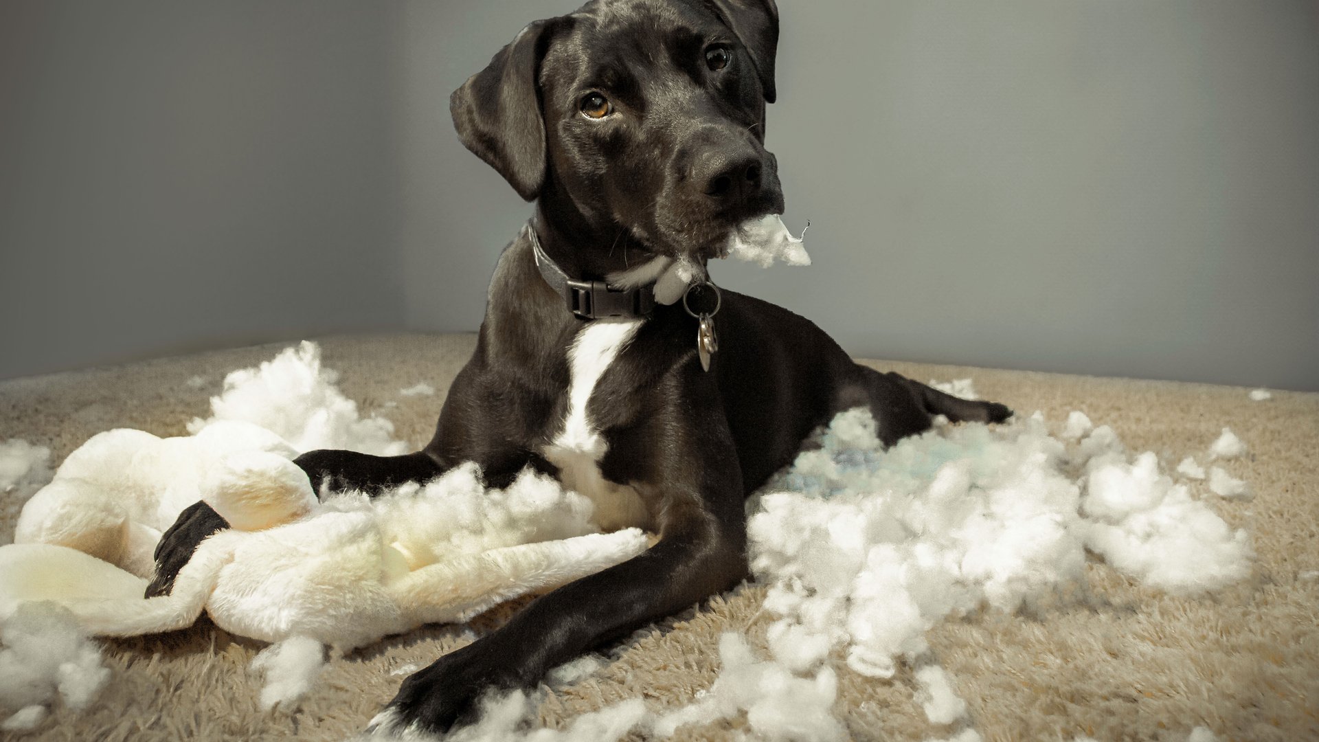 Hund 1 Jahr Macht Alles Kaputt Besonders robust: Die sind die besten Spielzeuge, wenn dein Hund jedes