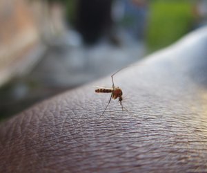 Warum jucken Mückenstiche? Wir haben für dich nachgeforscht