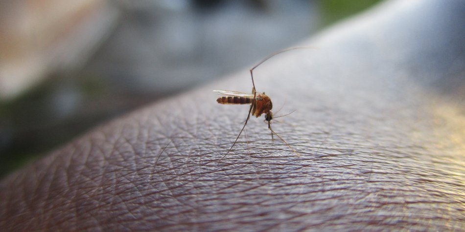 Warum jucken Mückenstiche? Wir haben für dich nachgeforscht