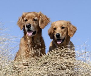 6 Hunderassen, die kaum voneinander zu unterscheiden sind