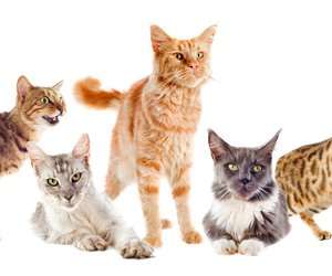 Besondere Samtpfoten: Entdeckt die 7 seltensten Katzenrassen