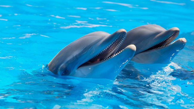 Delfine lieben Gesellschaft.