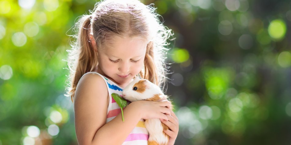 5 Gründe, warum Meerschweinchen für Kinder nicht die passenden Haustiere sind