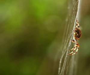 Ist die Kreuzspinne giftig für den Menschen?