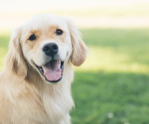 Können Hunde lachen? Das bedeutet das Lächeln im Gesicht